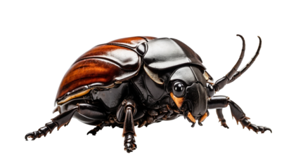 beetle isolated on white background