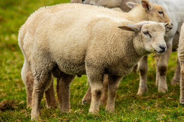 Sheep grazing grass in the meadows of Ireland.