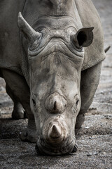 White rhino close up © Vladislav