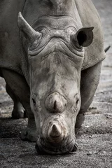 Zelfklevend Fotobehang White rhino close up © Vladislav