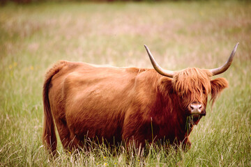 Buffalo grazing grass in a field of tall grass.