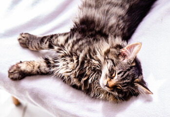 Cute kitten sleeping while stretched out on the white chair. © Vladislav
