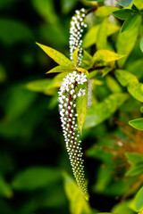 Blossoms of lysimachia ephemerum hanging down in front of rich green foliage.