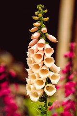 The bells of a foxglove plant with their beautiful pastel colors.