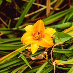 Bright yellow day lily in front of green foliage.
