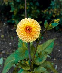 A Ferncliff Spice Dahlia tuber flower in full bloom. 