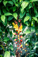 A hanging Indian Clock Vine surrounded by a sea of luscious green leaves. 