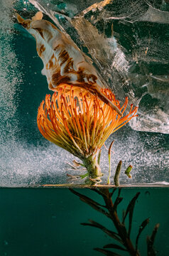 A modern still life with a protea flower and a shell.