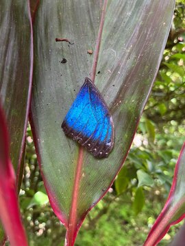 Butterfly Wing