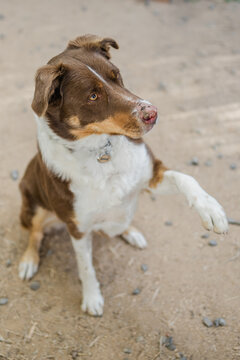 kelpie cross border collie holding her paw up 