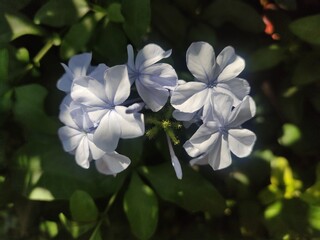 spring white flower, flor blanca de primavera