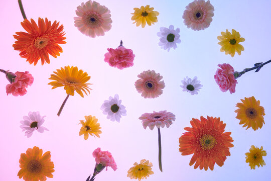 Beautiful spring flowers on a light background.