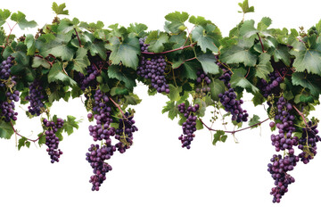Grape with leaves isolated on transparent background.