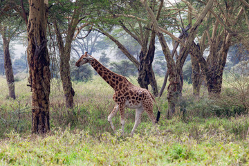 Rothschild's giraffe (Giraffa camelopardalis rothschildi) at Lake Nakuru National Park, Kenya