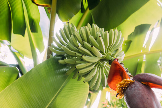 Banana blossom with banana unripe fruit