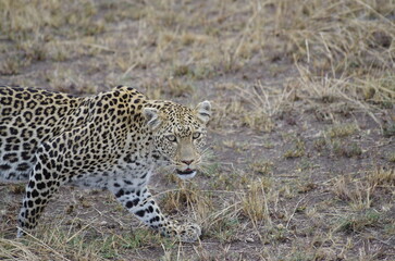 Fototapeta premium Leopard in the Grassland at the End of the Dry Season in October, Tanzania, Africa 