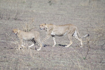 Cheetah Mother and Cubs Walking Side by Side in October, Tanzania　
