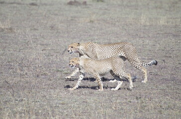 A Cheetah Family Walking Through the Grassland at the End of the Dry Season in October, Tanzania, Africa