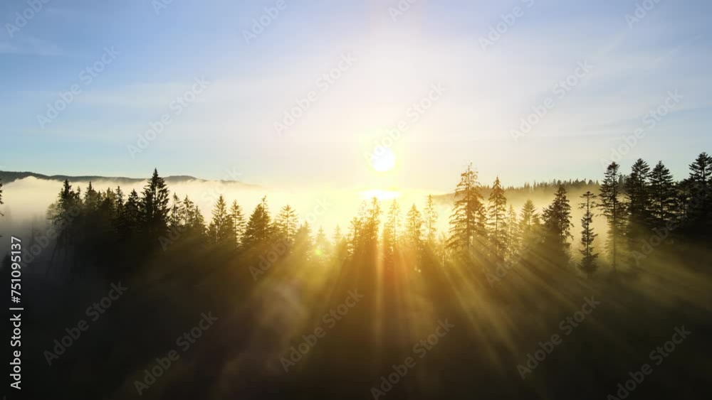Wall mural amazing nature scenery. bright sun rays shining through spruce trees in mountain woods - Wall murals