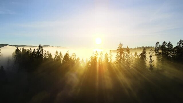 Amazing nature scenery. Bright sun rays shining through spruce trees in mountain woods