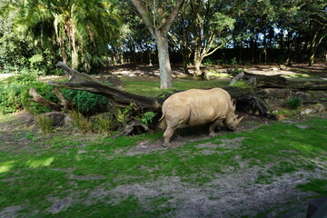rhino © Candelaria