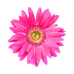 Obraz premium Pink Gerbera hybrida flower blossom in spring season