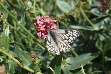 butterfly on a flower