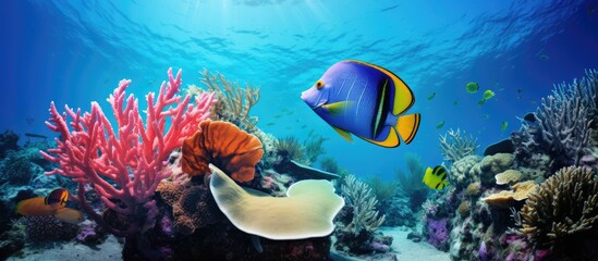 Fototapeta na wymiar A colorful butterflyfish swims among the vibrant coral reef in the clear waters of the Caribbean. The intricate details of the reef and the graceful movements of the fish create a lively underwater
