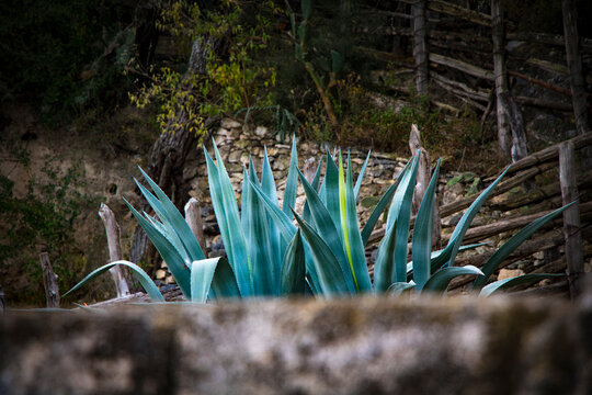 Close Up de magueyes agaves azulados sobre muro en segundo plano en bosque y empedrados mexicanos