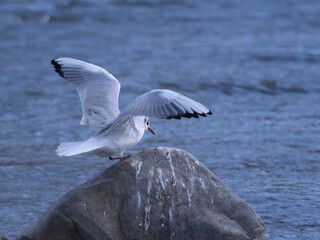 冬の鴨川のユリカモメ