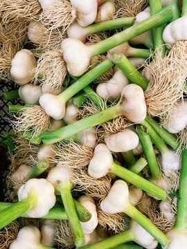 Fresh Garlic Bunches at Market