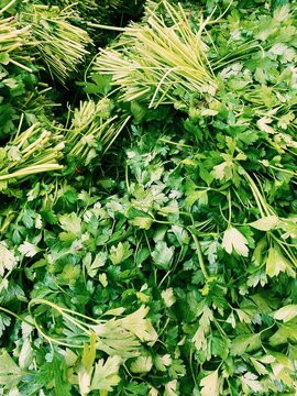 Fresh Parsley Bunches Close-Up