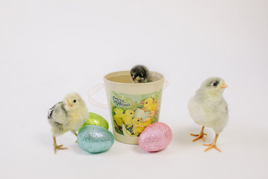 Easter photos with baby chicks