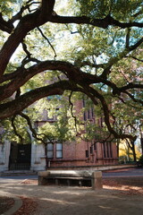 Japan, Tokyo, Tokyo University, Tokyo Univ., Architecture