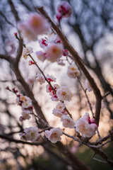 梅の花と青空　春　夕暮れ　マジックアワー