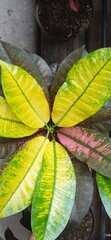 Codiaeum variegatum yellow leaf