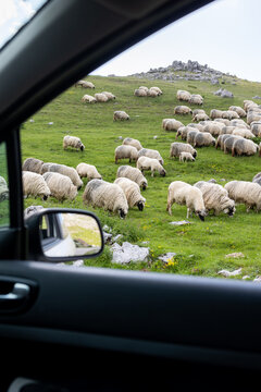heard pf sheep