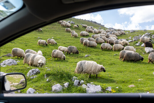 heard pf sheep