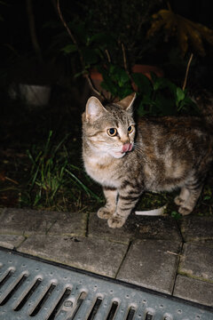 Grey cat on the grass at night.