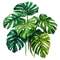 Background Nature, White On Isolate Leaves, Leaves Monstera