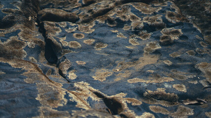 alligator in the water