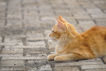 A cute and adorable domestic orange cat lying on the ground