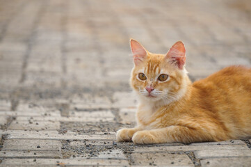 Fototapeta premium A cute and adorable domestic orange cat lying on the ground
