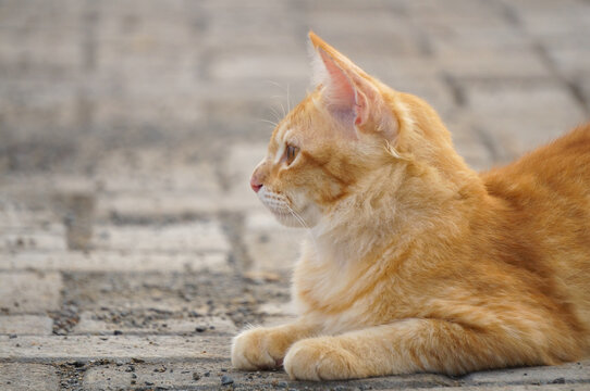 A cute and adorable domestic orange cat lying on the ground