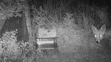 A young fox caught on a trail camera. He is up to no good.