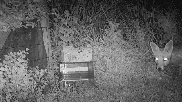 A young fox caught on a trail camera. He is up to no good.