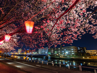 春の満開の夜桜　花見　徳島中央公園