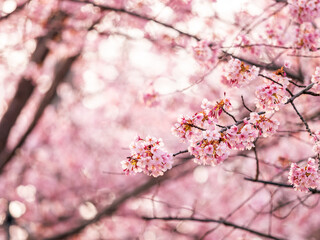 春の満開の桜　花見