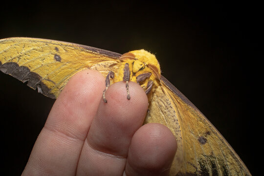 Saturniidae moth on person's fingers