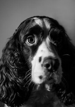Black and white springer spaniel portrait